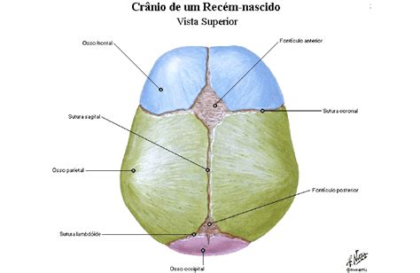 Fontanelas Anterior E Posterior - Fontanelas ou fontículos | Anatomia papel e caneta
