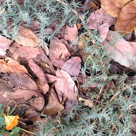 Mulch, mulch, mulch! | Root Simple