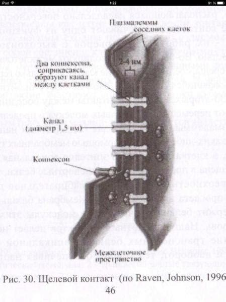 24. Межклеточные соединения (контакты). Адгезивные соединения.
