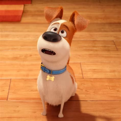 Secret Live, Secret Life Of Pets, The Secret, Tiny Dogs, Pet Dogs