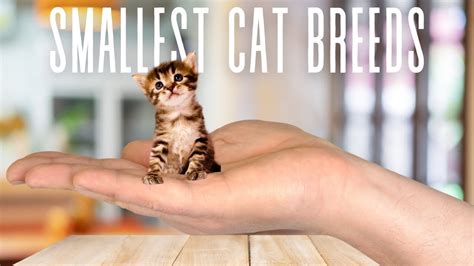 Smallest Cat Breed