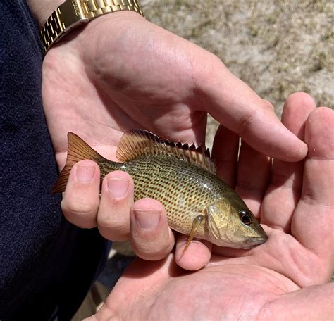 Caught in Florida brackish water. He had two little teeth that tried to