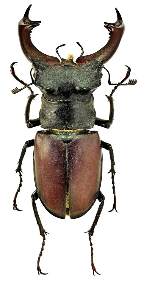 Жук-олень Lucanus cervus (Linnaeus, 1758) - автор фото А.С.Тилли