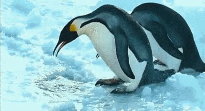 стихи про галю прикольные