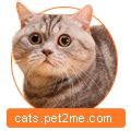 Скотиш страйт. О породе кошек: описание породы скотиш страйт, цены ...