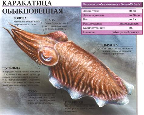 Каракатица обыкновенная или сепия. Сайт о животных. PiLife