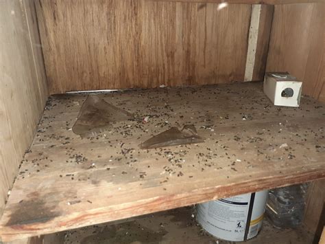 What do Mice Droppings Look Like and How to Get Rid of Them?