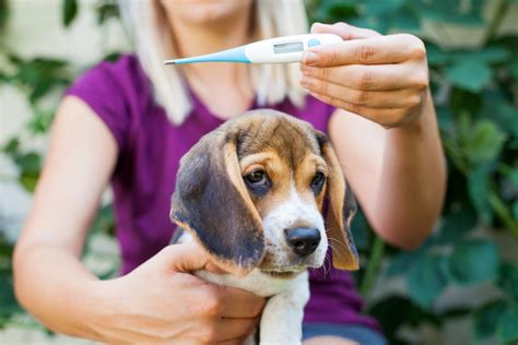 Febre De Cachorro Sintomas - Como saber se meu cachorro está com febre?