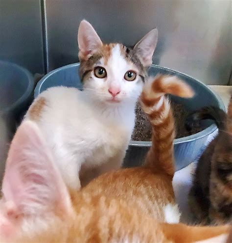 Humane Society unable to tackle ‘enormous’ cat problem | News, Sports