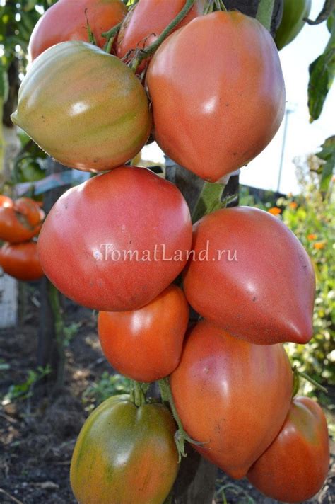 Томат Минусинский с носиком: описание сорта, ОТЗЫВЫ, фото | tomatland.ru