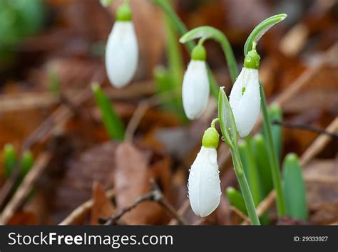 14+ Snowdrop floral border Free Stock Photos - StockFreeImages