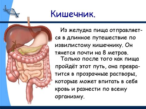 Строение тела человека - презентация онлайн