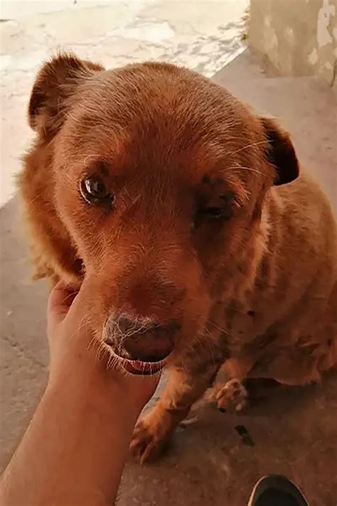 World's oldest dog, Bobi, turns 31