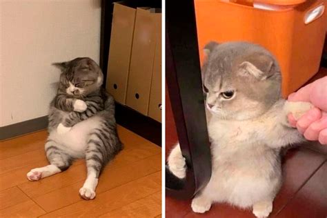 50 Times Cats Acted So Goofy, Their Owners Thought They Were Broken, As ...