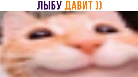 ДАВИМ ЛЫБУ ))) | Приколы с котами | Мемозг 1325 - YouTube