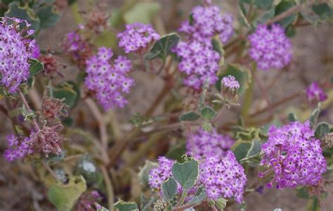 Abronia villosa var. villosa, Sand Verbena.