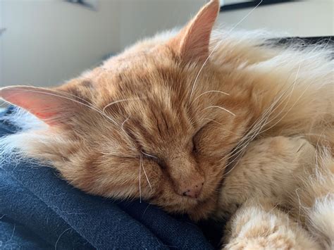 Mighty Fine Felines - cat grooming | Exeter