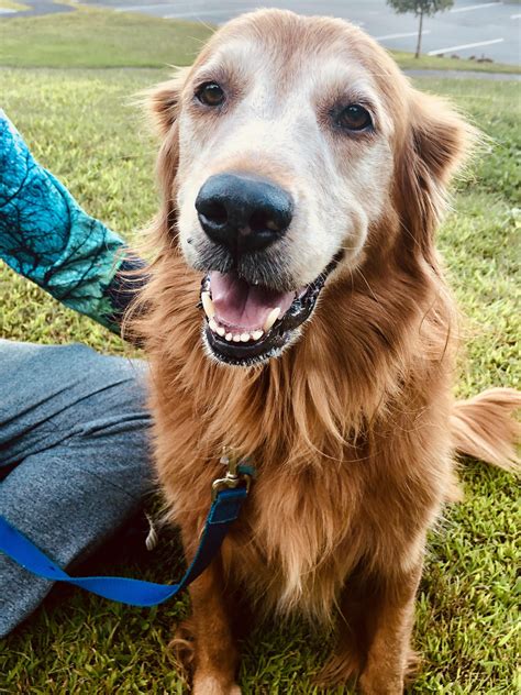 What Is A Canadian Golden Retriever