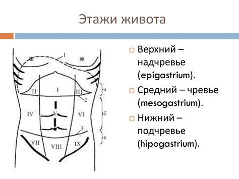 Топографическая анатомия живота - презентация онлайн