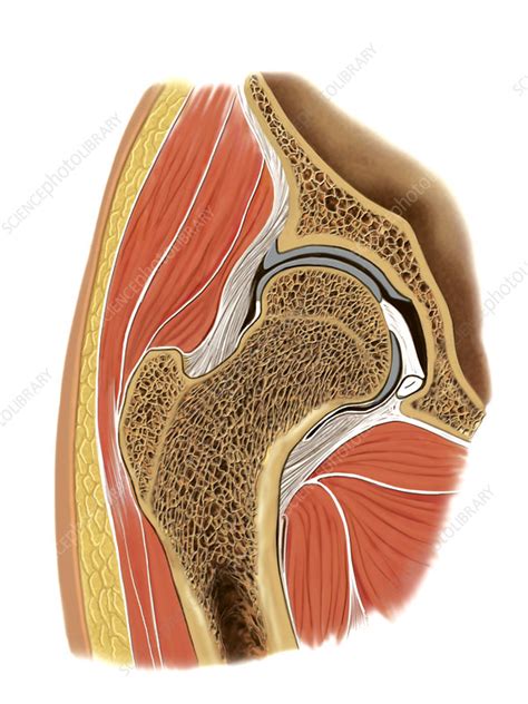 hip joint artwork stock image  science photo library
