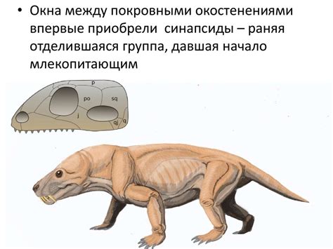 Рептилии. Происхождение рептилий - презентация онлайн