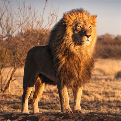 Lion | Wiki Animaux | Fandom