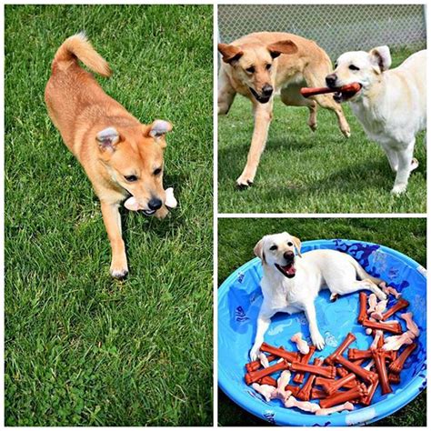 Nylabone Products (@nylabone) | Twitter