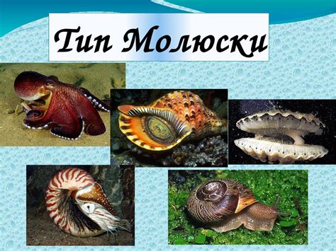 "Тип Молюски"