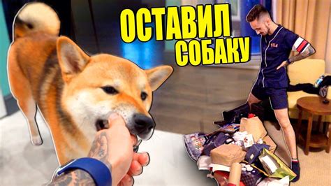 МОЯ СОБАКА ВПЕРВЫЕ ЖИВЁТ БЕЗ МЕНЯ НЕДЕЛЮ! - YouTube