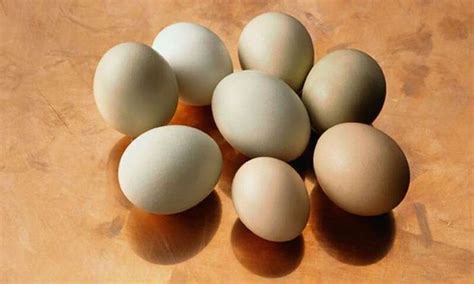 egg nutrition guide