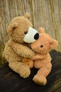 royalty  photo blue  brown stripe bear plush toy pickpik