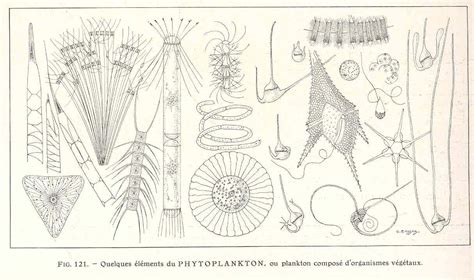 Phytoplankton Drawing at PaintingValley.com | Explore collection of ...
