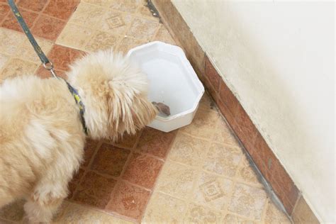 How To Make The Dog Drink Water at Antionette Murphy blog