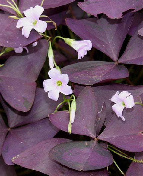 Oxalis triangularis - Изображение особи - Плантариум