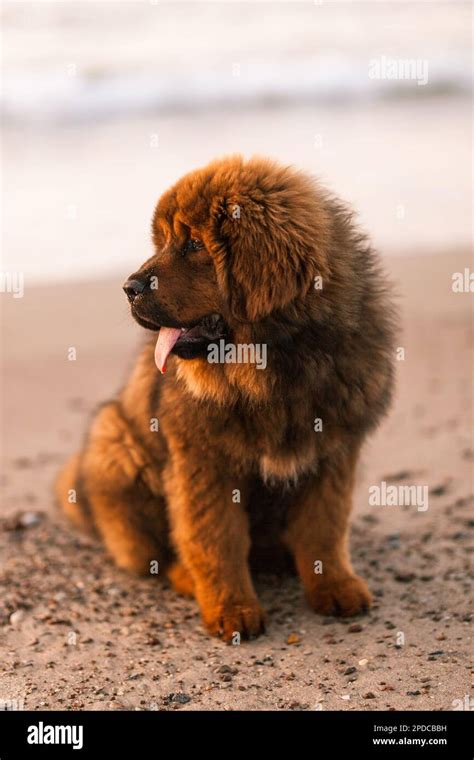 red tibetan mastiff puppy   beach stock photo alamy