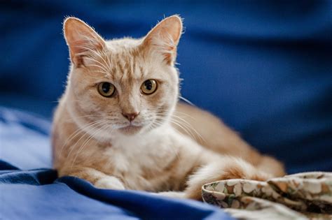can cats have asthma 1