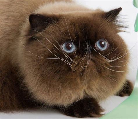 Stomatitis in Cats – A Profoundly Painful Dental Problem