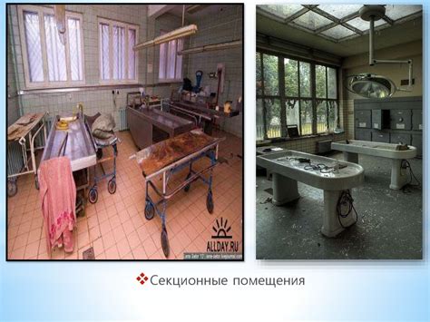 Вскрытие трупов животных - презентация онлайн