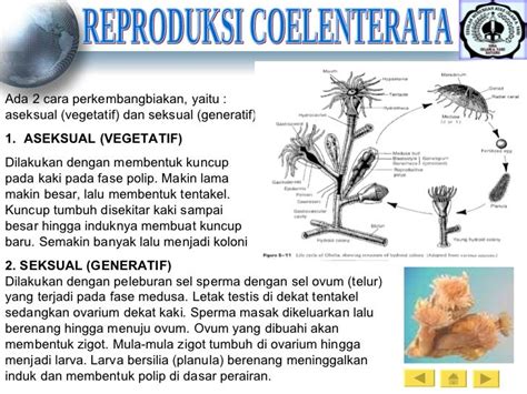 Coelenterata