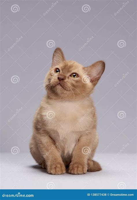 Cat Breed Burma On A Light Background Stock Image | CartoonDealer.com ...