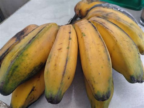 enak   khasiat pisang kepok kukus  kesehatan yuk