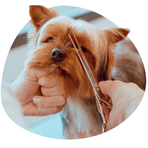 Pet Grooming – Dog Grooming USA & Dog Groomer Academy