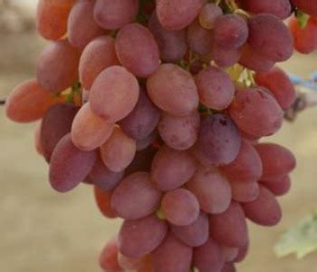 Виноград Кишмиш Мармеладный: описание и характеристики сорта ...