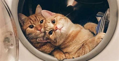 Два кота лучше. 11 фото, которые поднимут настроение | Правмир