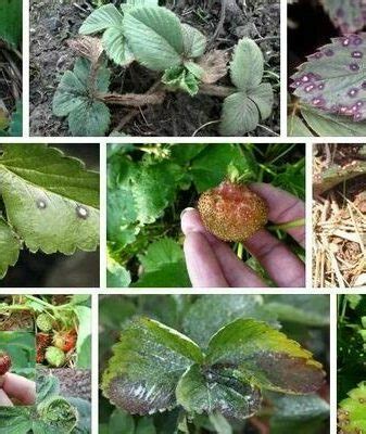 Болезни клубники: описание, фото. Схемы лечения, профилактика.