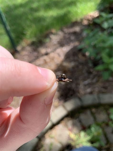 The tiniest snail I’ve ever seen : r/pics