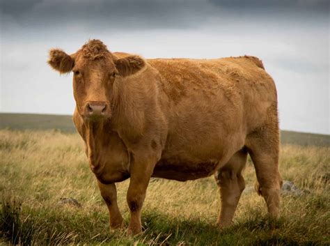 Discover the Largest Cows in the World - A-Z Animals