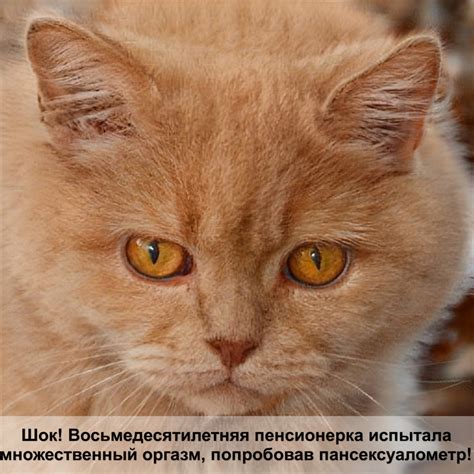 кошки с большими глазами — Postimages