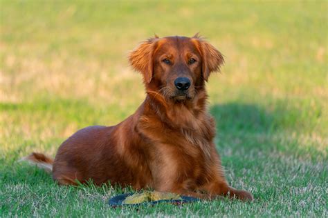 Red Golden Retriever