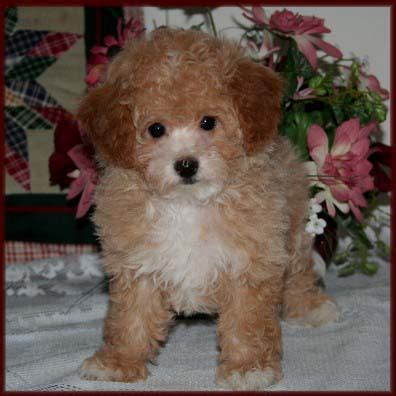 Maltese Bichon Poodle Mix Puppies For Sale - img-egg